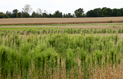 Horseweed