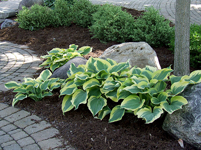 Hostas in the shade