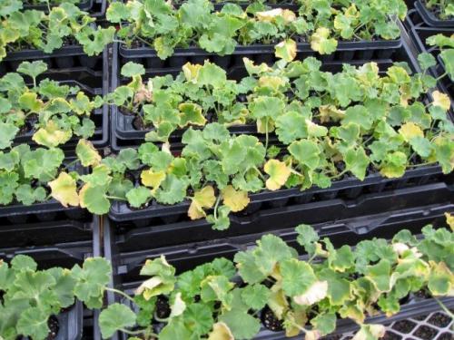 Geranium cuttings 