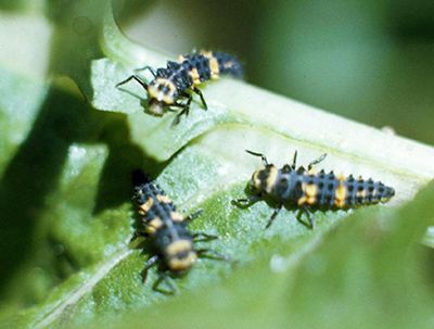 Lady beetle larvae