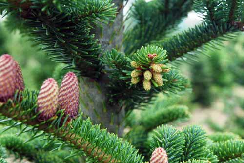 Pollen cones