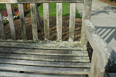 Lichens on wooden bench