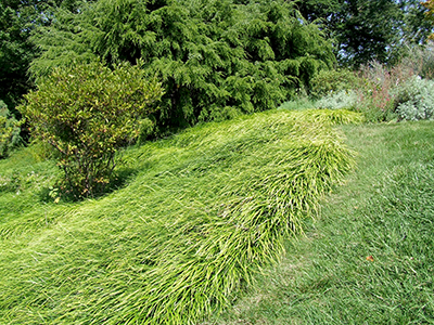 Liriope ground cover