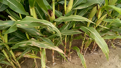 Northern corn leaf blight