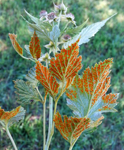 orange rust