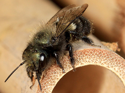 Blue orchard mason bee