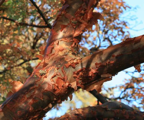 Paperbark maple