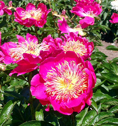 Peonies and sedums