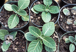 Phytophthora on gloxinia