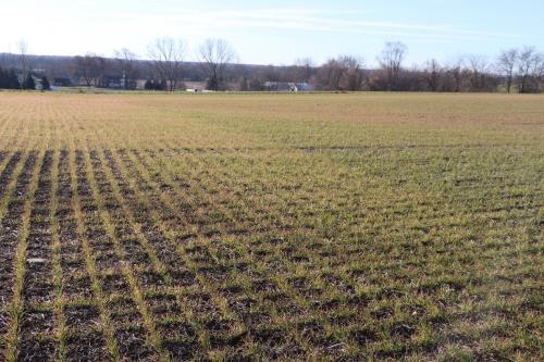 Wheat field