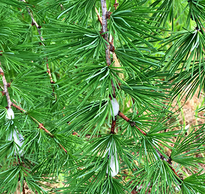 Spittlebug on larch branch. Photo:  Jill O’Donnell