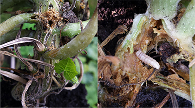 Hole with frass and squash vine borer