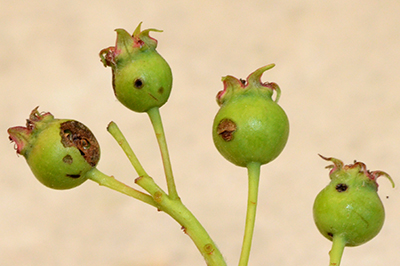 Saskatoon insect injuries