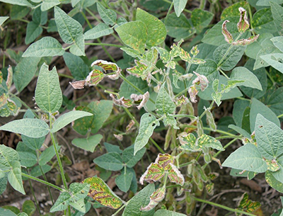 Soybean sudden death syndrome