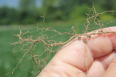 Soybean cyst nematodes