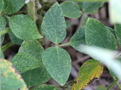 Spider mite damage on soybeans