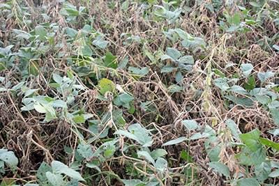 Soybean white mold