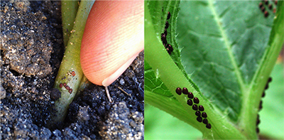 Squash vine borer eggs and squash bug eggs