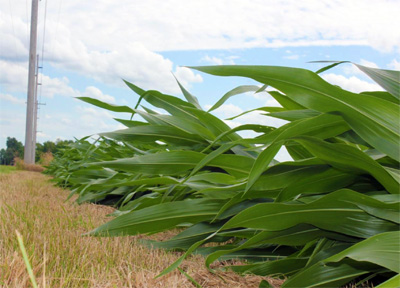 Corn damage from storm