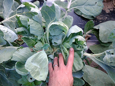 Brussels sprout growing multiple stalks