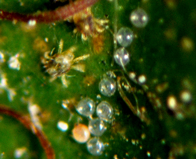 Spider mite