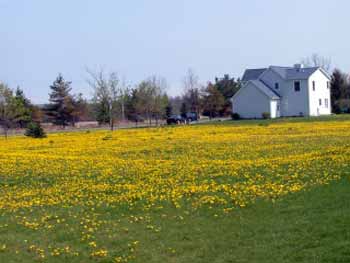 Dandelions