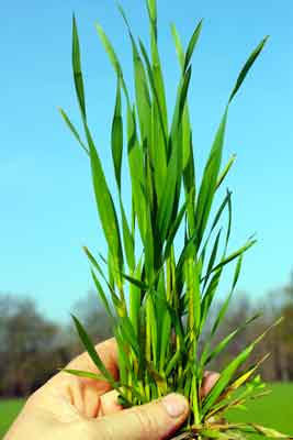 Wheat growth