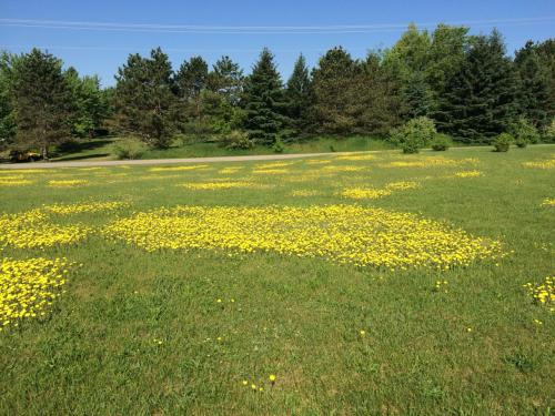 Yellow Hawkweed