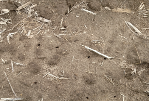 Holes in soil from Asiatic garden beetles