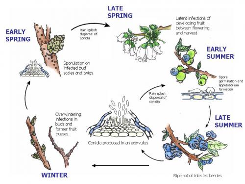 Anthracnose life cycle