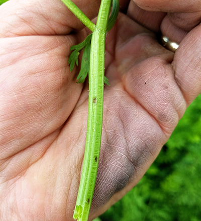 carrot petiole