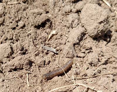 healthy cutworm larvae