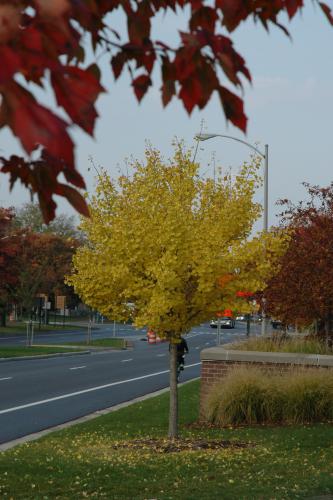 Gingko