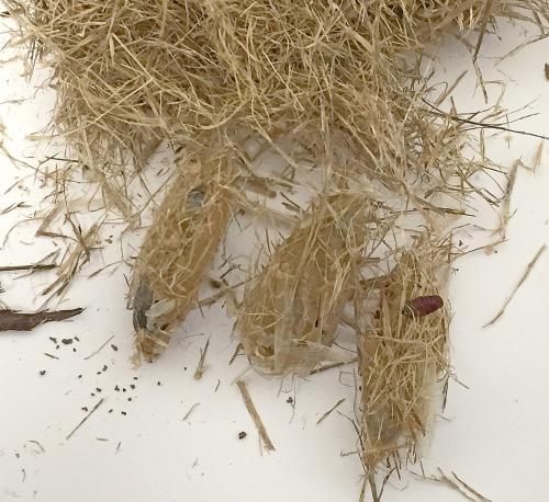 Grass wasp cocoons.