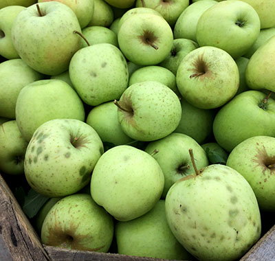 harvest apple damage