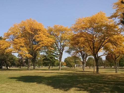 Honeylocust