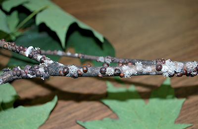 Lecanium scale infected with the fungus Hirsutella lecaniicola. Photo by Jill O'Donnell, MSU Extension.