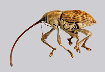 Lesser chestnut weevil