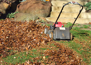 Mulched leaves