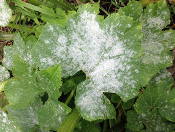 Powdery mildew