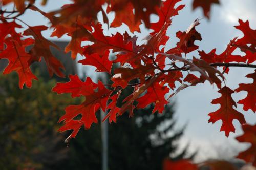 Scarlet oak