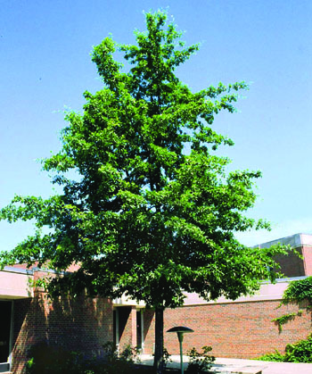 Quercus imbricaria