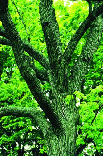 Quercus macrocarpa