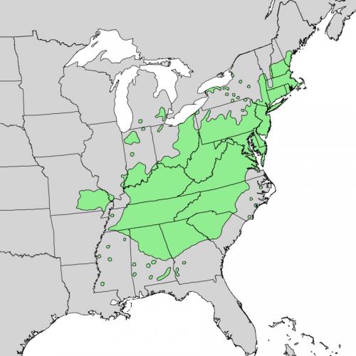 Scarlet Oak range map