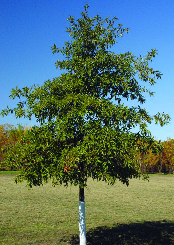 Shingle Oak