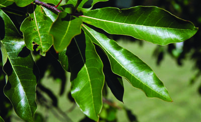 Quercus imbricaria