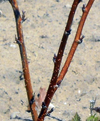 Red raspberry canes close-up