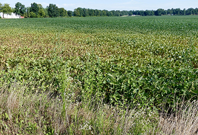 spider mite in soybean