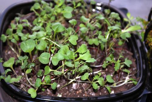 Sowing seeds for a vibrant vegetable garden