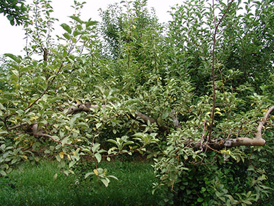 Silver leaf on apple limbs